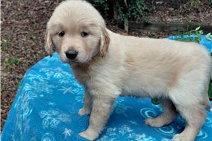 Tamesis - Golden Retriever for sale