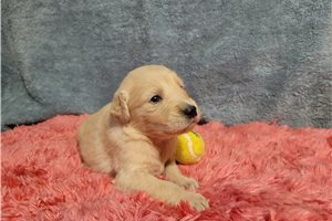 Donut - puppy for sale
