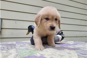 Neo - puppy for sale