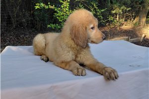Coventina - Golden Retriever for sale