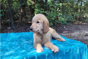 Carvonia - Golden Retriever for sale