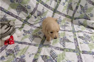 Bergusia - puppy for sale