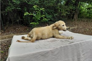 Verbeia - Golden Retriever for sale