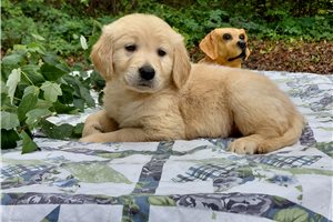 Caletos - puppy for sale