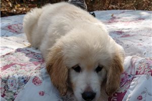 Grannus - Golden Retriever for sale