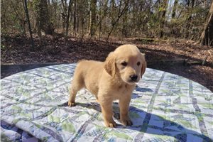 Deus - Golden Retriever for sale