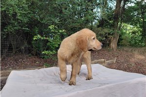 Veica - Golden Retriever for sale