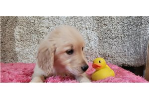 Calypso - puppy for sale