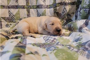 Saint - puppy for sale