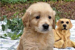 Bergimus - Golden Retriever for sale