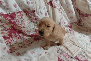 Lero - Golden Retriever for sale