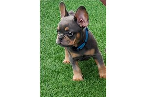 Brody - French Bulldog for sale