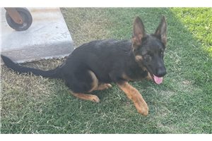 Bjorn - German Shepherd for sale