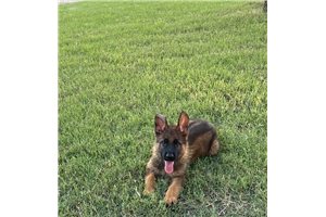 Zeus - German Shepherd for sale