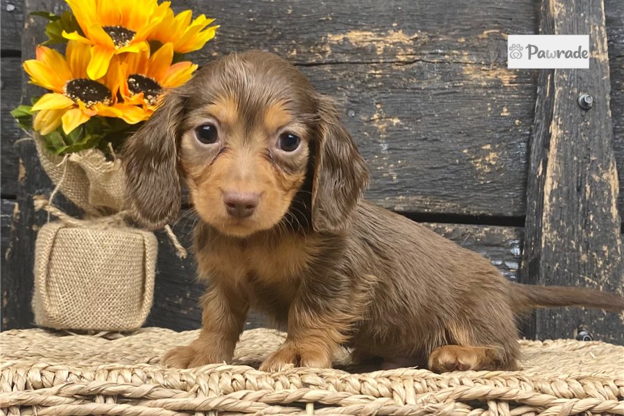 Wallace - Mini Dachshund for sale