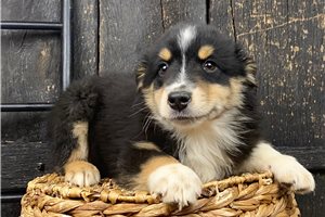 Nash - Australian Shepherd for sale