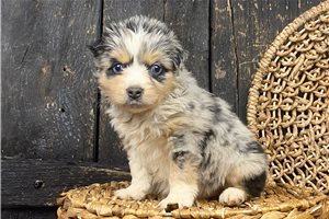 Nancy - puppy for sale