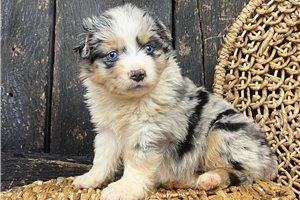 Nahla - puppy for sale