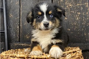 Nanette - Australian Shepherd for sale