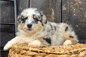 Nano - Australian Shepherd for sale