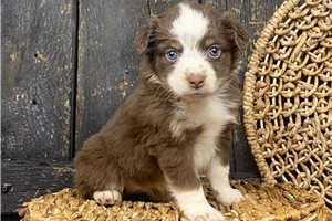 Nadia - puppy for sale