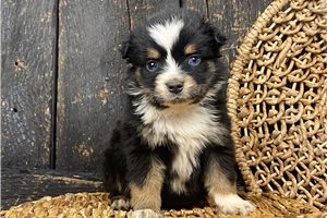 Nanette - Australian Shepherd for sale