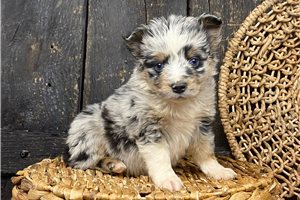 Nano - puppy for sale