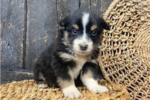 Nash - puppy for sale