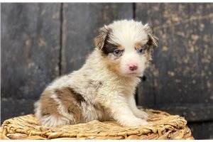 Bridget - Australian Shepherd for sale