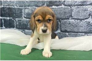 Clover - Beagle for sale