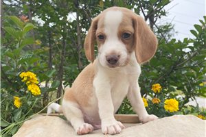 Mason - Beagle for sale