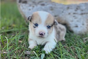 Ramsey - puppy for sale