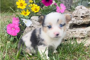 Reina - puppy for sale