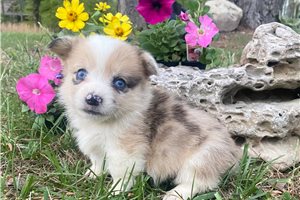Ramsey - puppy for sale