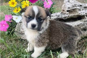 Rufus - puppy for sale