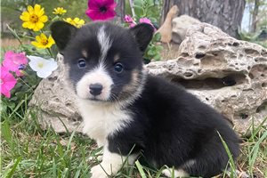Raya - puppy for sale