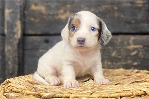 Alicia - puppy for sale