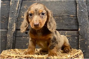 Nadia - Dachshund, Mini for sale