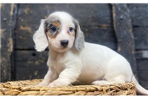 Alicia - Dachshund, Mini for sale