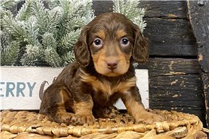 Beckett - puppy for sale