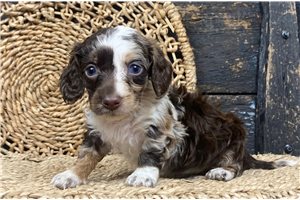Ellie - Mini Dachshund for sale