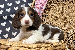 Natalie - puppy for sale