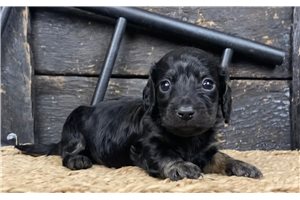 Able - puppy for sale