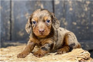 Nadia - puppy for sale