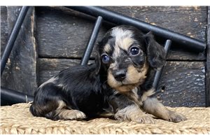 Adeline - Dachshund, Mini for sale