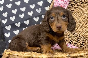 Cartwright - Dachshund, Mini for sale