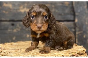 Aston - Dachshund, Mini for sale