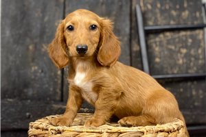 Oakley - Dachshund, Mini for sale