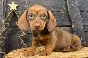 Soroya - Dachshund, Mini for sale
