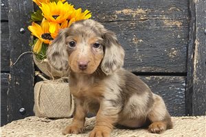 Whisper - puppy for sale